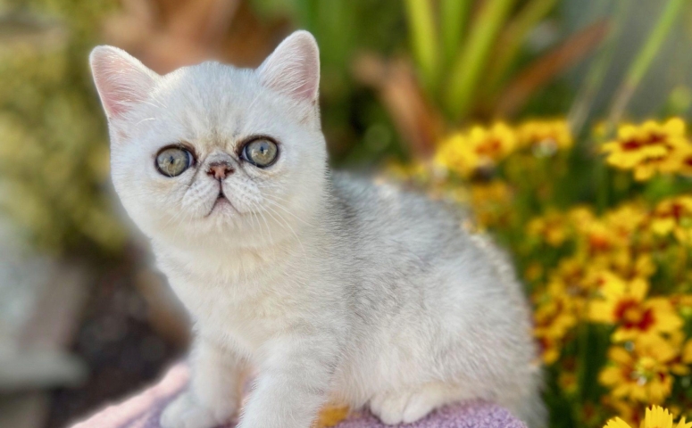 Chatons Exotic Shorthair Et Persan Silver Et Chinchilla Yeux Verts Adultes Tout Chat Tout Chien