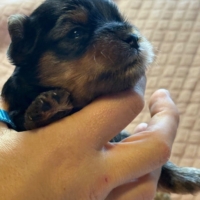 Chiot Yorkshire Terrier