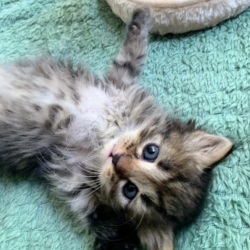 Les chatons de l’opale Sibérienne