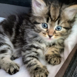 Les chatons de l’opale Sibérienne