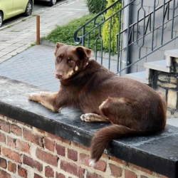 Plume cherche une famille sportive et présente