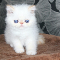 Chatons exotic shorthair « persan à poils courts »