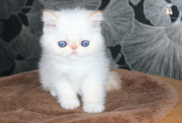 Chatons exotic shorthair « persan à poils courts »