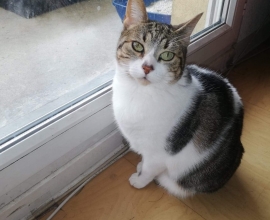 Tout Chat Tout Chien Rencontrez Votre Futur Animal Adoption Bienveillante