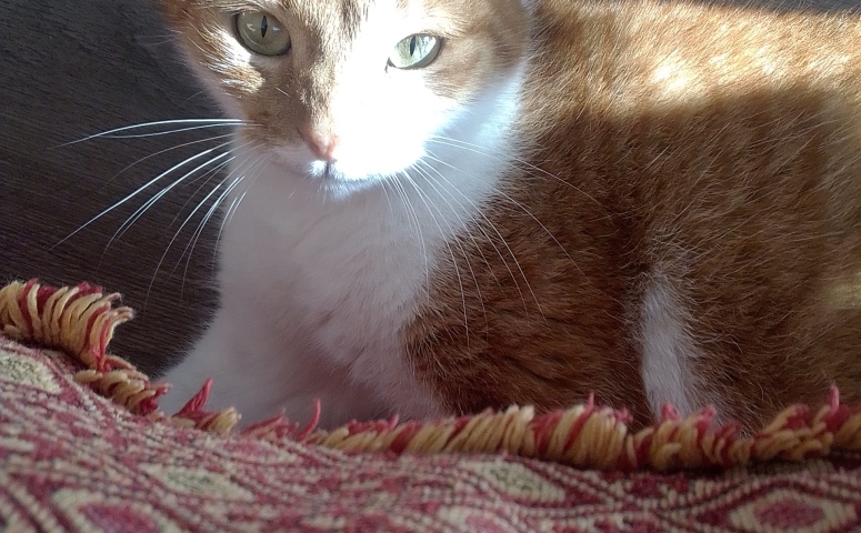 Chat Femelle Europeen Roux Et Blanc Tout Chat Tout Chien