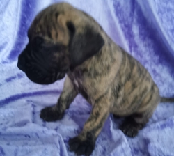 Chiot dogue allemand LOF
