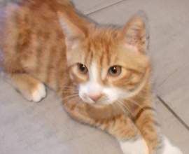 Tout Chat Tout Chien Rencontrez Votre Futur Animal Adoption Bienveillante