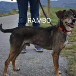 Rambo cherche une famille