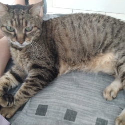 Donne chat tigré contre bons soins