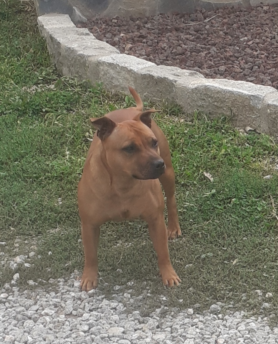 Staffhordshire Bull terrier