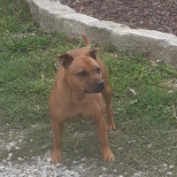 Staffhordshire Bull terrier