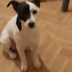 JACKY RECHERCHE SON MAITRE