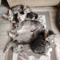 Chatons Maine-Coon X Ragdoll