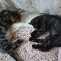 Donne deux chatons mâles