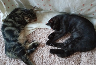 Donne deux chatons mâles