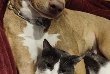 Donne chien de 4 ans en extrême urgence