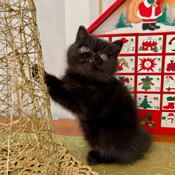 Chaton Exotic shorthair Black ( yeux verts adulte )