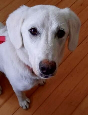 Samba cherche sa famille pour la vie