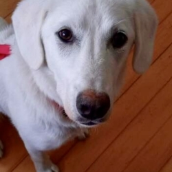 Samba cherche sa famille pour la vie