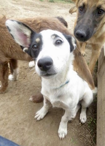 T’as le look, Koko !