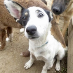 T’as le look, Koko !