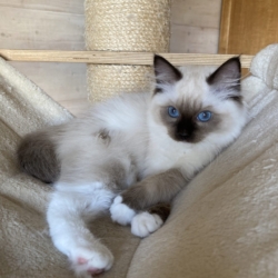 Chaton RAGDOLL LOOF