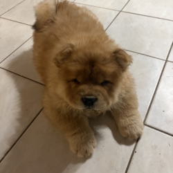 Chow chow