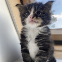 Chaton Maine Coon loof