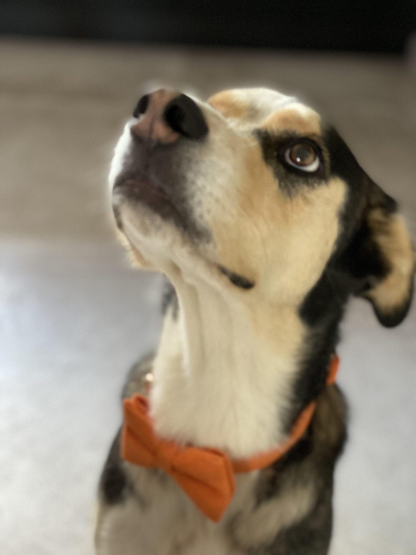 Don chiens mâle et femelle