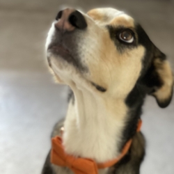 Don chiens mâle et femelle