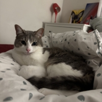 Hoy cherche une famille d’adoption