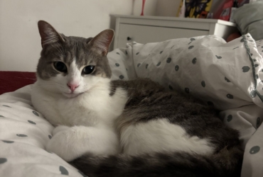 Hoy cherche une famille d’adoption