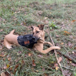 Chien à donner Berger allemand/Beauceron