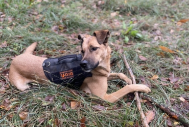 Chien à donner Berger allemand/Beauceron