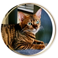 Chat Toyger LOF à adopter