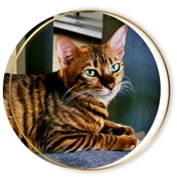 Chat Toyger LOF à adopter