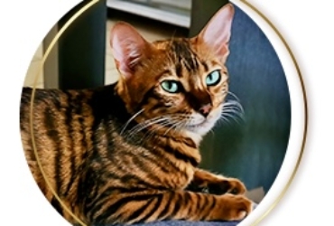 Chat Toyger LOF à adopter