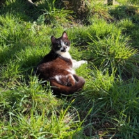 Jolie minette recherche une famille