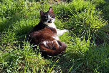 Jolie minette recherche une famille