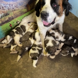 Chiots saint Bernard à poil long