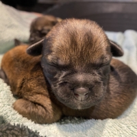 chiot border terrier