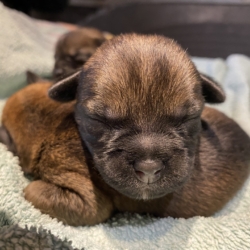 chiot border terrier