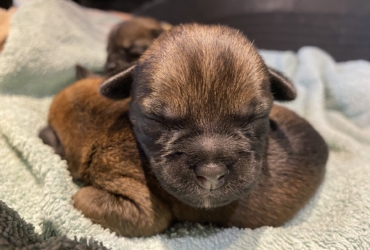 chiot border terrier