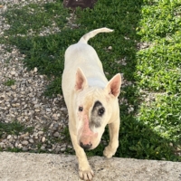 Bull terrier à donner