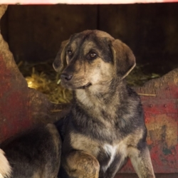 Joya chien en association à adopter