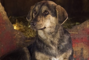 Joya chien en association à adopter