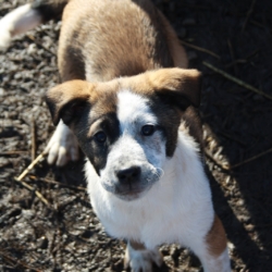 Juno