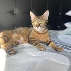 Llie, gentille minette grise tigrée