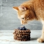 Quels sont les aliments dangereux pour les chats ?