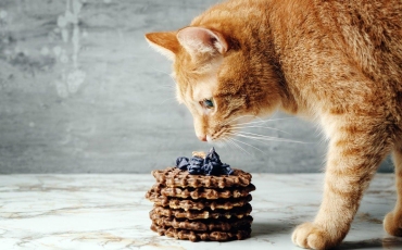 Quels sont les aliments dangereux pour les chats ?